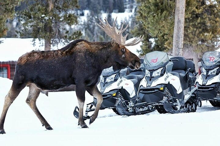 Turpin Meadow Ranch Snowmobiling in Jackson Hole  - Photo 1 of 15